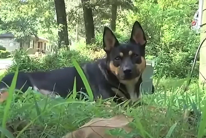총격으로 사망한 사람의 유골을 물어온 미국 앨라배마주의 반려견 '치카린'. 사진=WBRC 6 유튜브 캡처