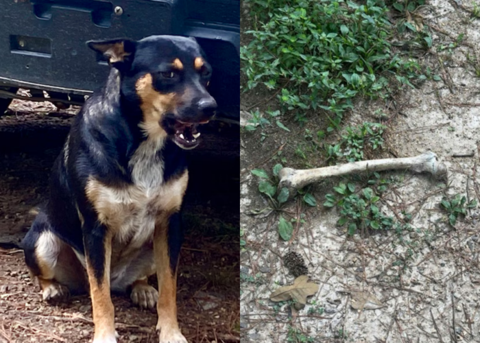 총격으로 사망한 사람의 유골을 물어온 미국 앨라배마주의 반려견 '치카린'과 개가 지난 8일 4번째로 물고 온 뼈. 사진=AL닷컴 캡처