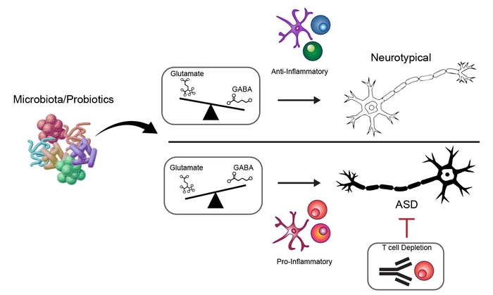 자폐증상 완화 기능을 지닌 장내세균/프로바이오틱스의 작동 기작 이미지