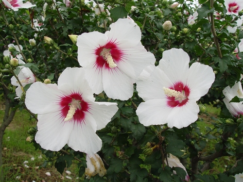 Photo Image