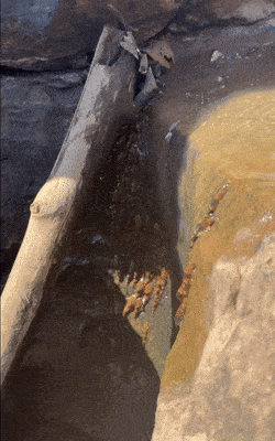 호박벌 메기가 폭포를 기어 오르는 모습. 사진=브라질 마투그로수두술 연방대학교의 마노엘라 마리뉴 교수