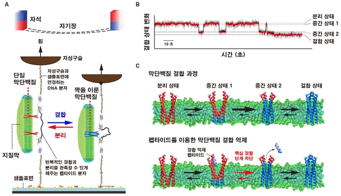 단분자 집게 분석법을 이용한 막단백질 결합 과정 분석 이미지