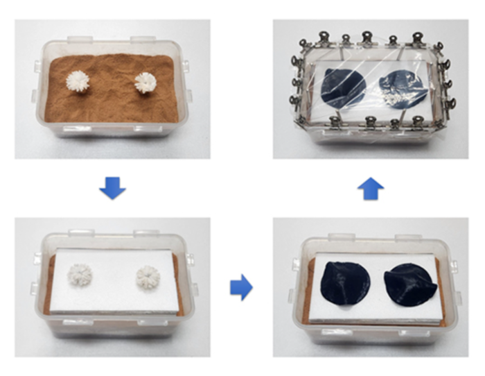실제 세슘에 오염된 토양에 인공 식물 소자를 설치해 정화 실험을 진행한 사진. 태양광 노출 20일 후 토양 내 대부분의 세슘이 제거되어 소자의 잎에 농축됨을 알수 있다.