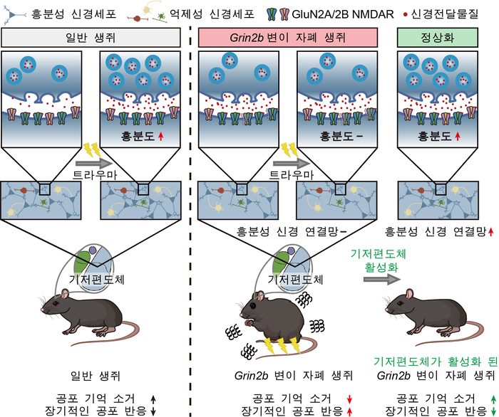 자폐 환자에 동반되는 '불안·공포' 비밀 IBS가 규명...치료법 개발에 한 발 다가서