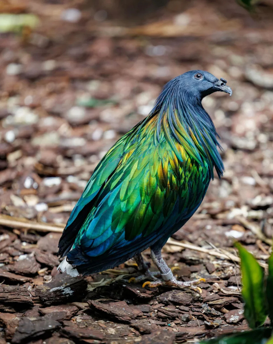 도도새와 유전적으로 가장 가까운 친척인 니코바르 비둘기. 사진=Exmoor zoo