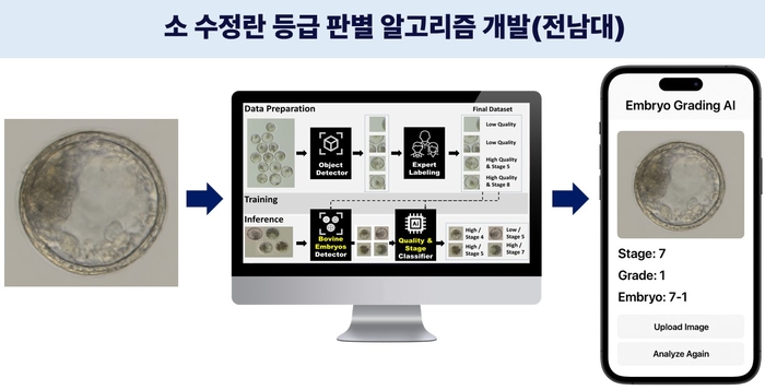 전남대, '수정란 품질 판별 알고리즘' 개발...축산계 수태율 향상 난제 ... - 뉴스 썸네일 이미지