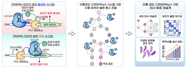 이중모드 CRISPR 유전자 가위 시스템의 작동 원리와 다중 유전자 동시 조절 모식도