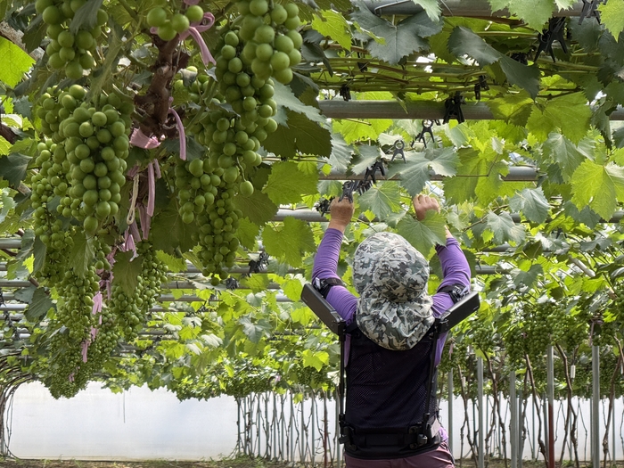 현대차·기아 로보틱스랩이 개발한 '엑스블 숄더'가 농업 현장에서 활용되는 모습