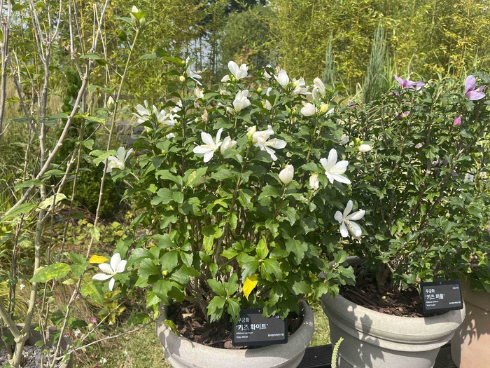 올해의 정원식물로 선정된 무궁화 '키즈 화이트'