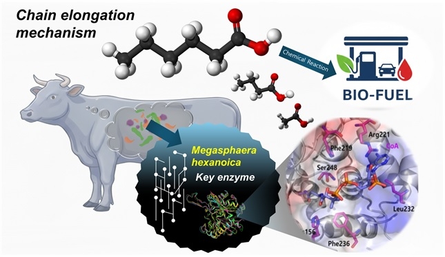 한국세라믹기술원 등 국제 공동연구팀이 발견한 중쇄 유기산 생성 미생물 작용 기전 개요.