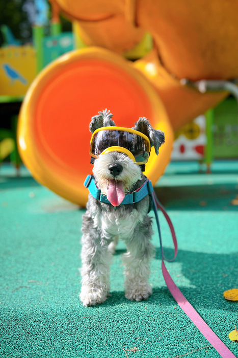 견글라스 펜지 옐로우 프레임을 착용한 반려견