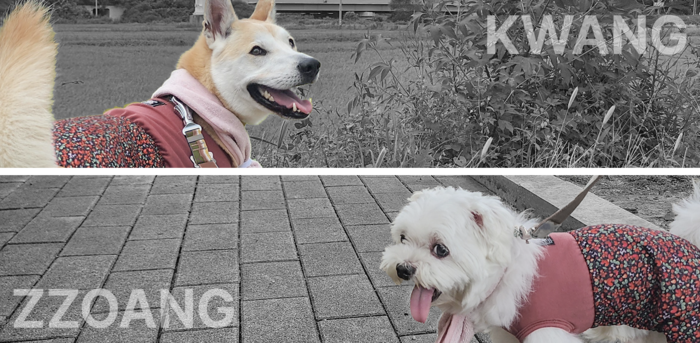 13~80kg은 기존 대형견 라인 '크왕', 2~12kg 소형견은 신규 라인 '쪼앙'에서 만나볼 수 있다.