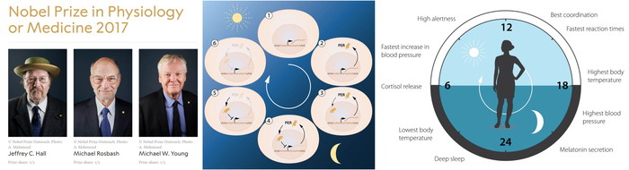 "8시간 자도 피곤한 당신, 문제는 '잠'이 아닌 '빛'이었다"... 써카디... - 뉴스 썸네일 이미지