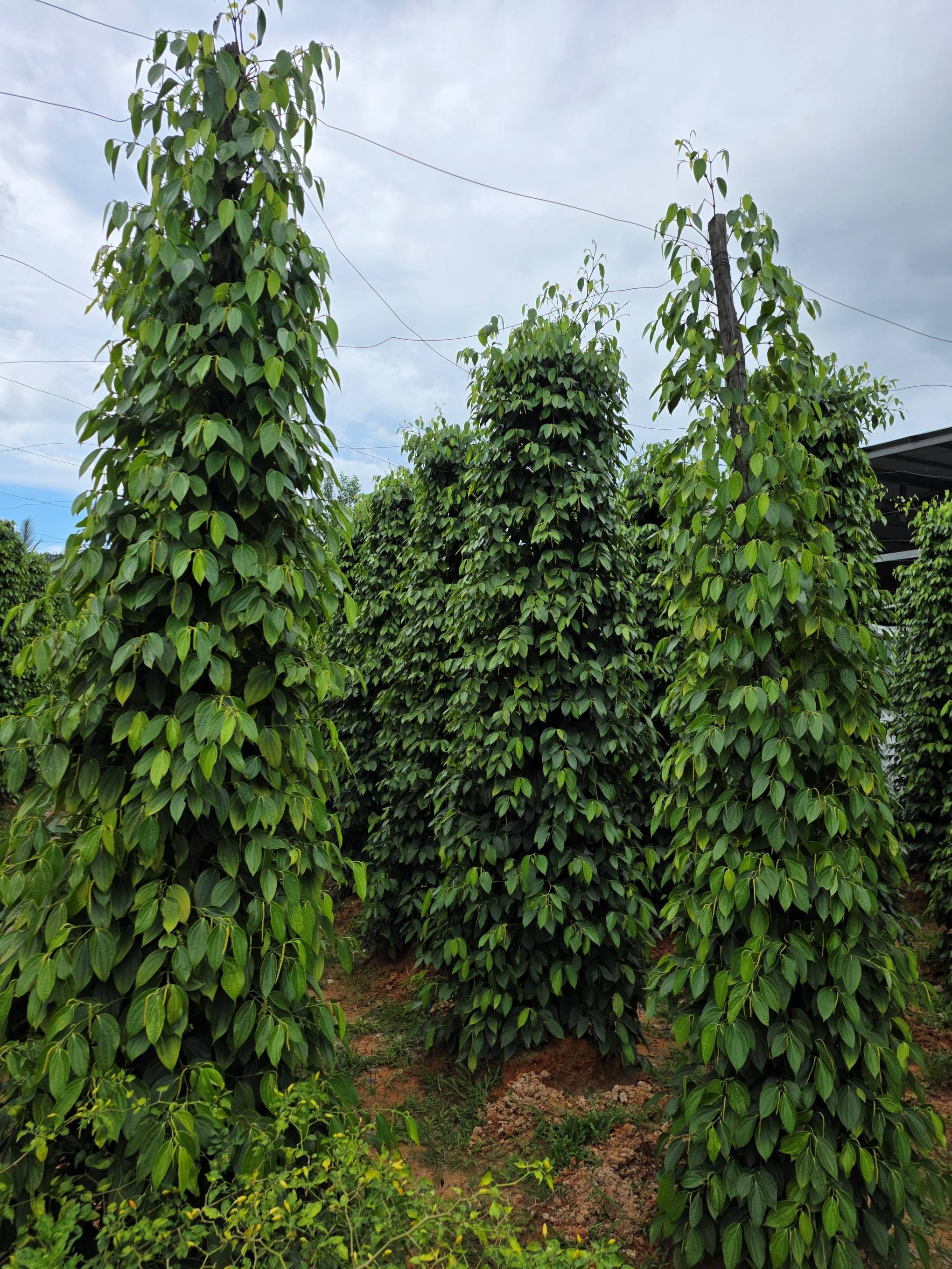 사진= 푸꾸옥 후추농장 / 박병창 기자 