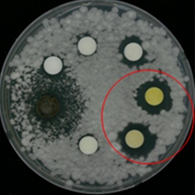 에드니아 속(Edenia sp. NNIBRFG15114) 유래 물질의 항균효과. [자료:기후에너지환경부]