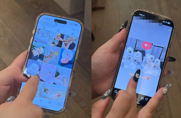 “반려견, 작을수록 더 비싸다”…한국에서 배송 받아 美 뉴욕서 불법거래