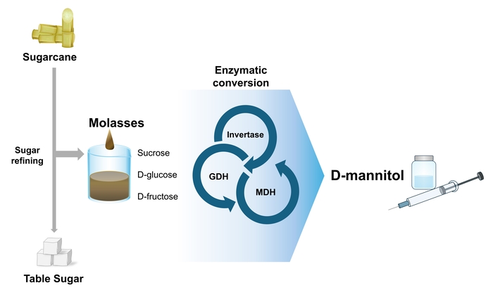 설탕 정제 부산물인 당밀을 만니톨로 업사이클리닝 하기 위한 효소적 전환.