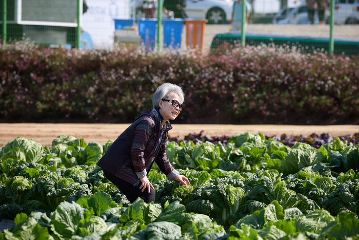 작년 10월 김제 민간육종연구단지에서 열린 국제종자박람회에서 참가자가 배추 작물을 확인하고 있다. (사진=종자산업진흥센터)