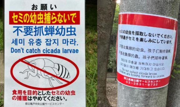 중국인 관광객들이 일본 도쿄 시내 공원에서 음식 재료로 사용할 매미 유충을 대량 포획하며 논란이 일고 있다. 사진=엑스 캡쳐