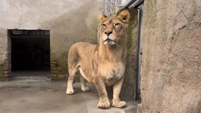 다리가 짧아 '코기'라 불린 사자···무리에선 왕따지만 'SNS 인싸'