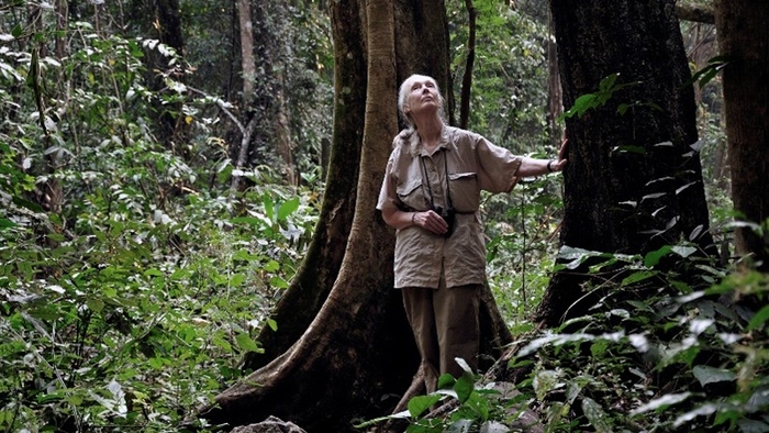 AWS-제인 구달 연구소, 60년 영장류 연구 자료 디지털화 추진