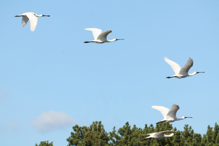 10일 오전 제주시 구좌읍 하도리 철새도래지에서 천연기념물인 겨울 진객 저어새 무리가 날아가고 있다. 연합뉴스