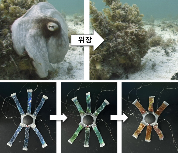 KIST, 문어처럼 색 바꾸고 움직이는 로봇 '옥토이드' 개발...국방·의료·탐사 분야 응용 기대