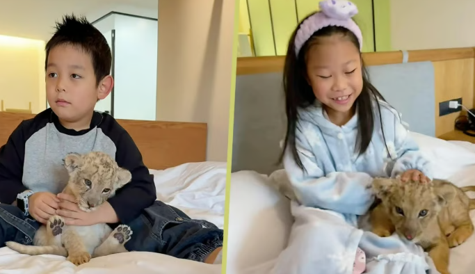 “아침에 사자가 깨워준다?”… 中 호텔 '아기 사자 모닝콜' 논란 확산