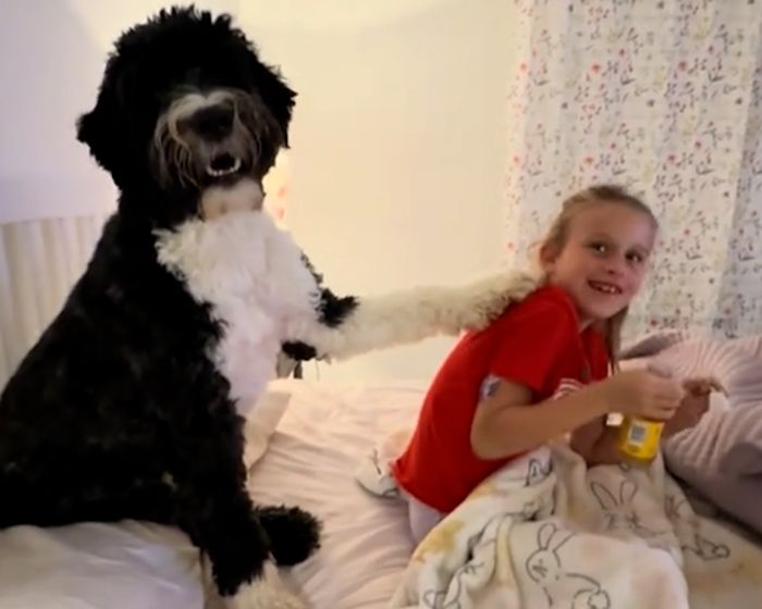 “위험하다 멍!” 혈당 위기 7살 소녀 지킨 '당뇨 탐지견' 화제