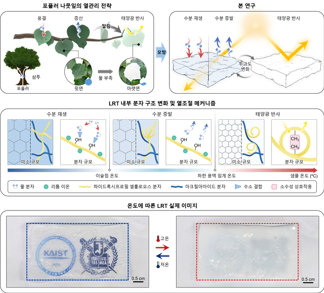 포플러 나뭇잎 열관리 전략을 모사한 하이드로겔 기반 자율 온도조절기 작동 개념도.