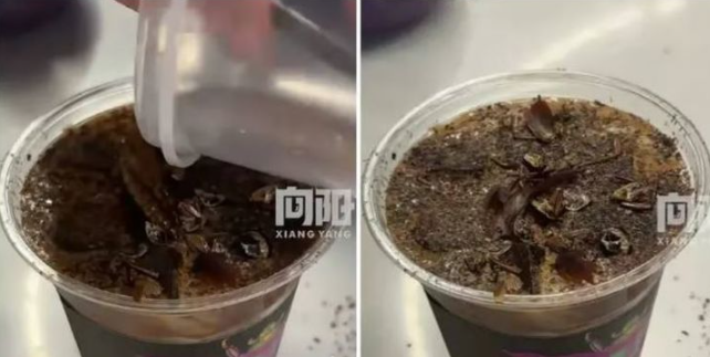 중국 베이징의 한 곤충 박물관이 선보인 바퀴벌레 가루와 밀웜을 활용한 '곤충 커피. 사진=SCMP 캡쳐