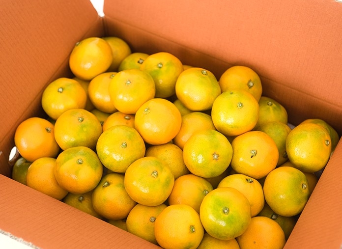 제주 햇 노지감귤