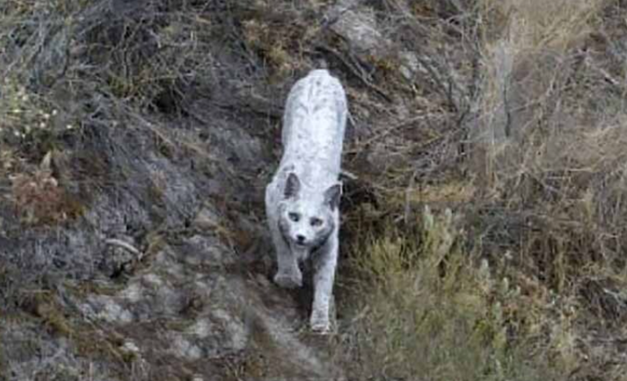 스페인에서 이제까지 본 적 없는 흰색의 희귀 동물이 포착돼 화제다. 사진=아달고 인스타그램 캡쳐