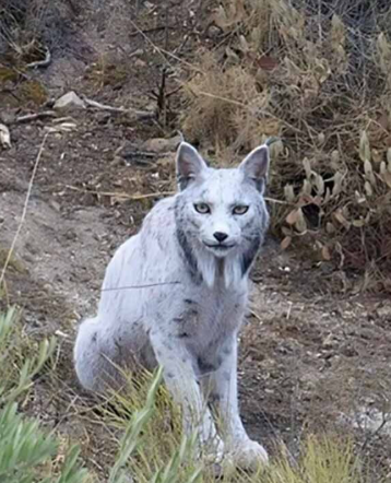 스페인에서 이제까지 본 적 없는 흰색의 희귀 동물이 포착돼 화제다. 사진=이달고 인스타그램 캡쳐