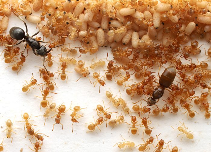 개미의 무시무시한 화학전... “여왕개미 끌어내리는 쿠데타 '조종' 하기도”