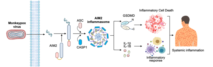 원숭이두창바이러스 감염시 AIM2 단백질 센서가 염증반응을 유도하는 과정(사진=질병관리청)