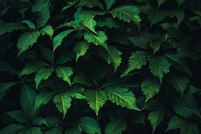 [ET톡]식물들의 화학전쟁