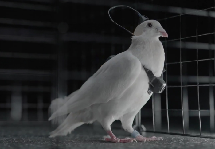 살아있는 드론?···러시아, 뇌 장치로 조종하는 '비둘기' 공개