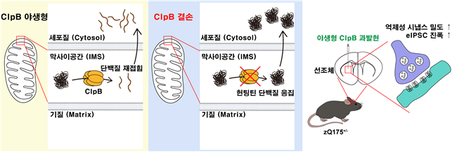 헌팅턴병 모델 마우스에서 CLPB의 분자적 역할 모식도