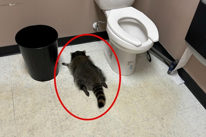 美 주류점서 술병 깨고 난동 부린 복면강도... 만취해 大자로 뻗은 라쿤?