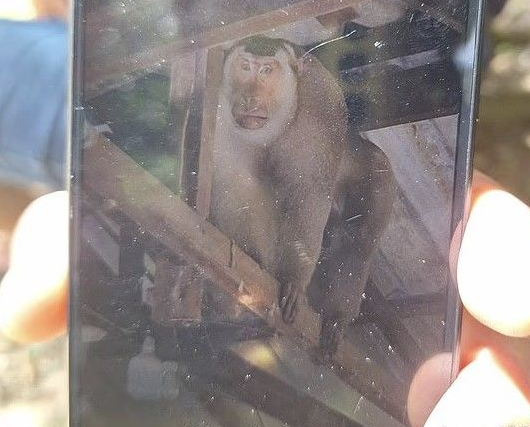 태국의 60대 남성을 물어 죽인 원숭이의 모습. 사진=데일리메일 캡쳐