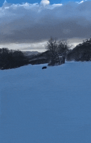 스노우보드를 타는 남성을 발견하고 뒤쫓는 곰. 사진=엑스(@MK2BLACK)캡처