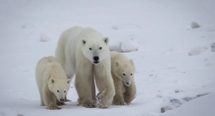 어미를 잃은 새끼를 자신의 친자식과 함께 키우는 어미 북극곰. 사진=BBC