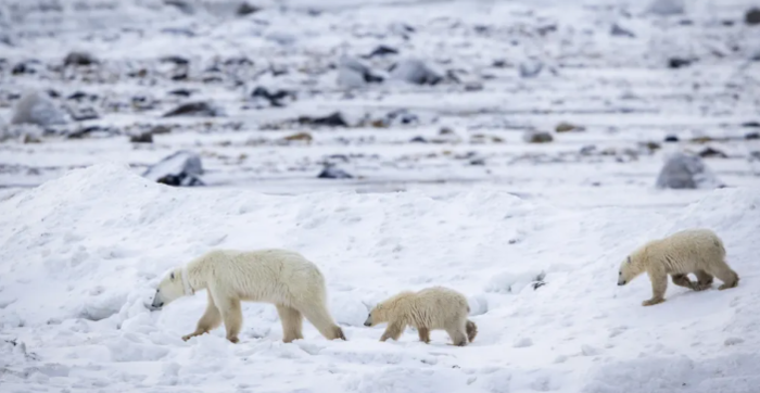 어미를 잃은 새끼를 자신의 친자식과 함께 키우는 어미 북극곰. 사진=BBC