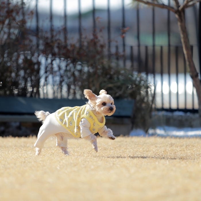 프리미엄 펫 웨어 '코지핏', '마이펫페어(MyPetFair)'서 신제품 '또또플로리 시리즈' 공개
