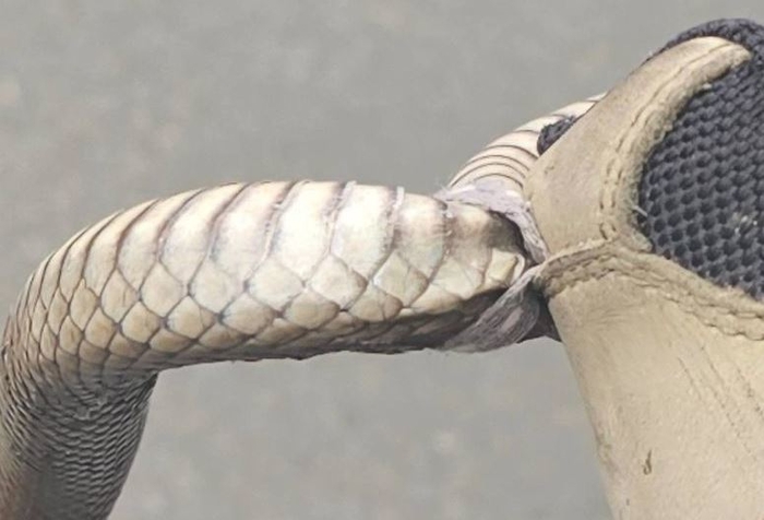 사진=Reptile Relocation Sydney