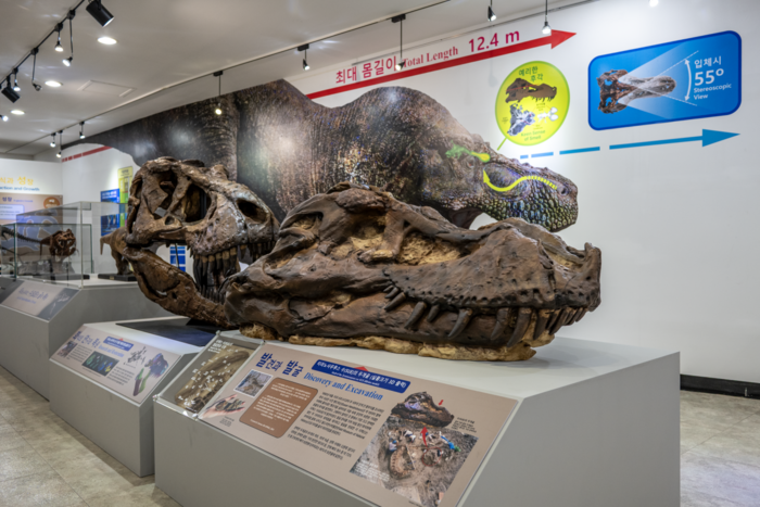 티라노사우루스 표본 '수(SUE, FMNH PR2081)'의 머리뼈 3D 출력 모형