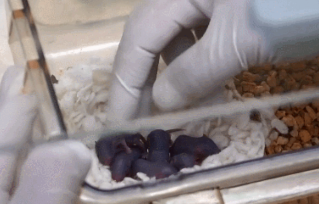 중국 우주 프로젝트로 우주에 다녀온 실험용 쥐가 낳은 새끼. 사진=CGTN/중국과학원