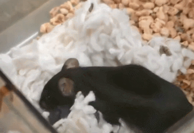 중국 우주 프로젝트로 우주에 다녀온 실험용 쥐. 사진=CGTN/중국과학원