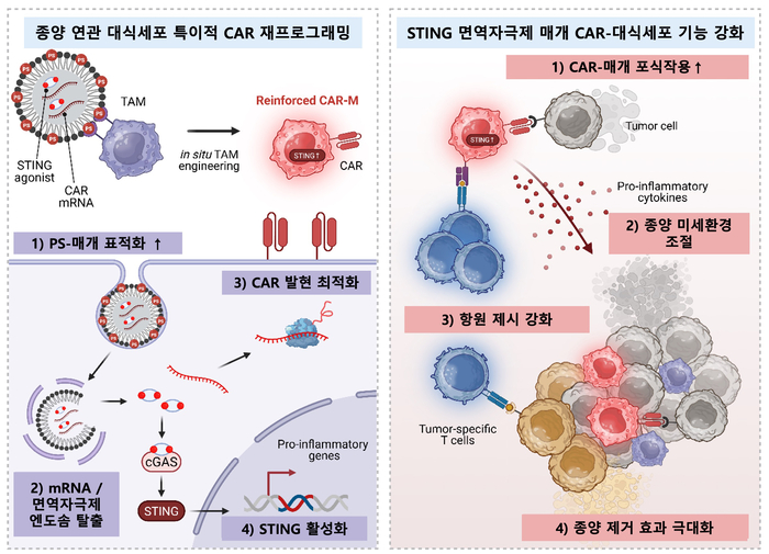 지질나노입자를 이용한 CAR mRNA와 면역자극제 동시 전달을 통한 생체 내 CAR-대식세포 생성 및 암세포 사멸 전략 모식도.